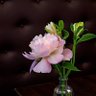 Ziaulrehman 313 的头像