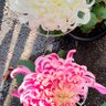 Фото профиля 菊乃助