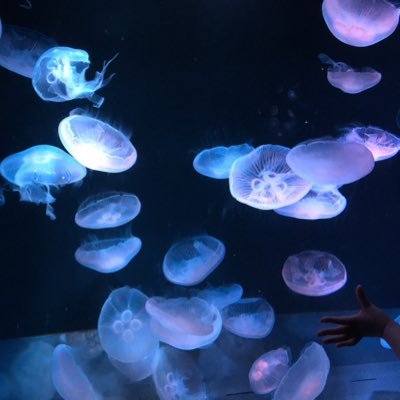 choco_late0501's profile picture