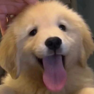 Midori's profile picture