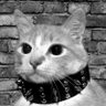 Profilbild von PunKat