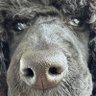 RedBlackPoodle 的头像