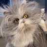 Profilbild von Gato