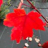 CopperCreekBonsai's profile picture