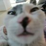 Gato con 3 patas 的头像