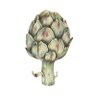 Cata's profile picture
