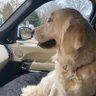 Dawg Fan profil fotoğrafı