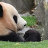 Фото профиля れれれ🐼🐾東松島…矢本住みたい!