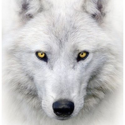 Rise5115's profile picture