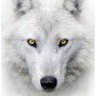 Rise's profile picture