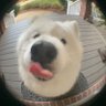P 的头像