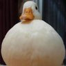 Фото профиля pato gordito