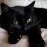Profilbild von 会飞的猫(阴茎增大教学)