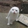 โจ๐ฉ Bruh ๐ฉโจ's profile picture