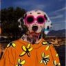 Doggard's profile picture