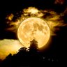 NN's profile picture