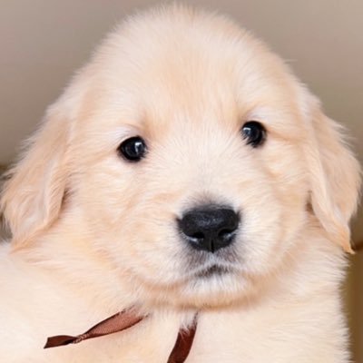 koro11_18's profile picture
