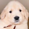 Profilbild von コロッケの飼い主 ゴールデンレトリバー1歳