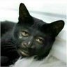bruno's profile picture