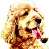 AHB profil fotoğrafı
