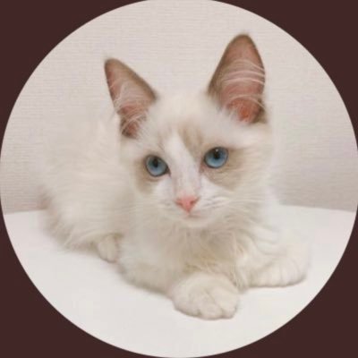 nyan_atr's profile picture