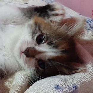 ♡ hum baby angel ♡'s profile picture