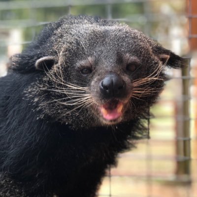 Daily Binturong's profile picture