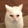 Ms. Lutfi's profile picture