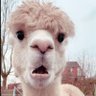 ScrotusGobbleBottom's profile picture
