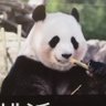 Profilbild von 浜家ピーチ好き