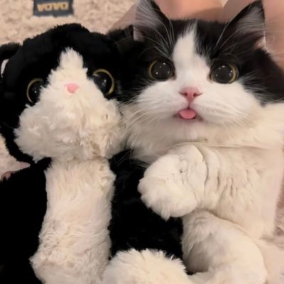 𝕤𝕪𝕓_𝕤𝕞𝕜's profile picture