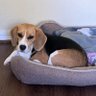 JohnTheBeagleDad 的头像