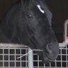 ポン吉ハリネズミ 的头像
