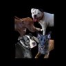 RDJRJCALI's profile picture