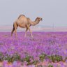 Khuzama 🇸🇦 的头像