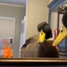 A Wilde Thing's profile picture