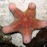 カワテブクロ🏴☠️🐚 的头像