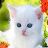 عاشق تراب ونيل مصر profil fotoğrafı