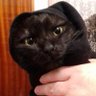 nanna_vampira's profile picture