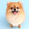 とてもすごい犬 的头像