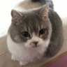 かわゆこ 的头像