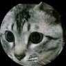 Profilbild von リョウちん