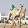 ابراهيم's profile picture
