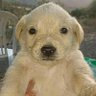 Jotchua 🐶💰 的头像
