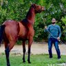 mohammed profil fotoğrafı