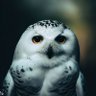 ThoughtsnQuitnn's profile picture
