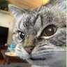 Asans's profile picture