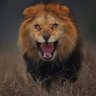 Idoxx profil fotoğrafı