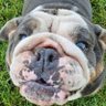 Uglyoldog's profile picture
