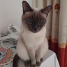 Profilbild von 如果1228
